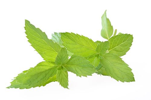il tè alla menta piperita è usato per perdere peso